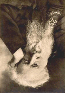 Cover of Darkest england