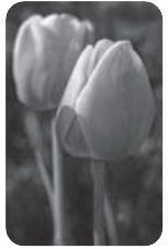 Photograph from page 111 of Kreesthu Anucharula Anubhavaalu