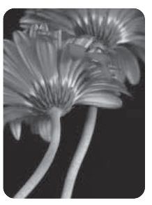 Photograph from page 113 of Kreesthu Anucharula Anubhavaalu