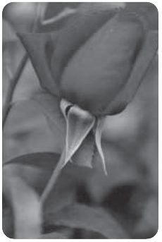 Photograph from page 116 of Kreesthu Anucharula Anubhavaalu