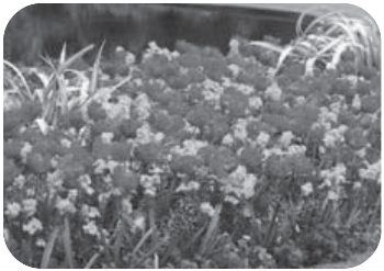 Photograph from page 117 of Kreesthu Anucharula Anubhavaalu