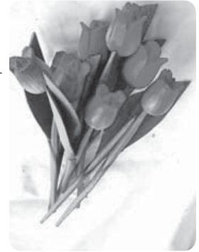 Photograph from page 123 of Kreesthu Anucharula Anubhavaalu