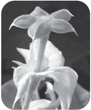 Photograph from page 126 of Kreesthu Anucharula Anubhavaalu