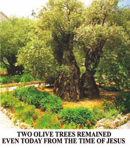 Photograph from page 24 of The Legacy of God's People